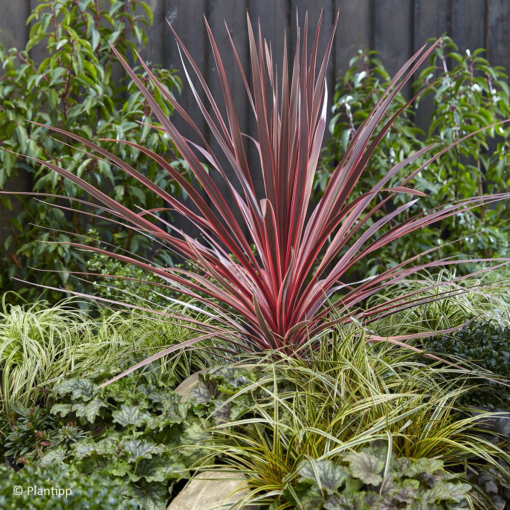 Cordyline Charlie Boy