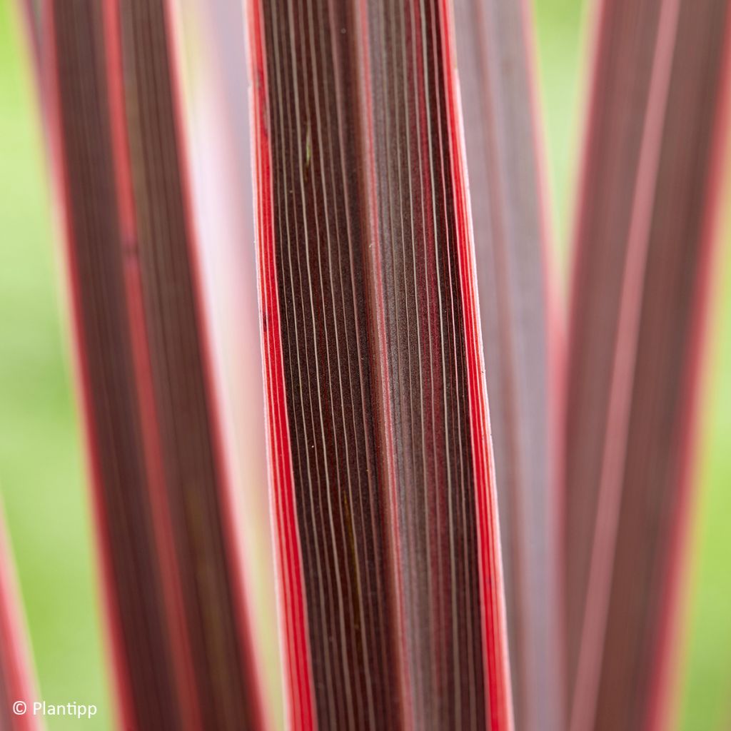 Cordyline Charlie Boy