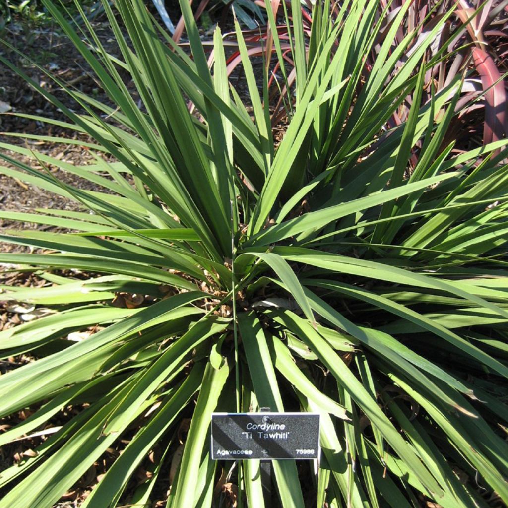 Cordyline Ti-Tawhiti