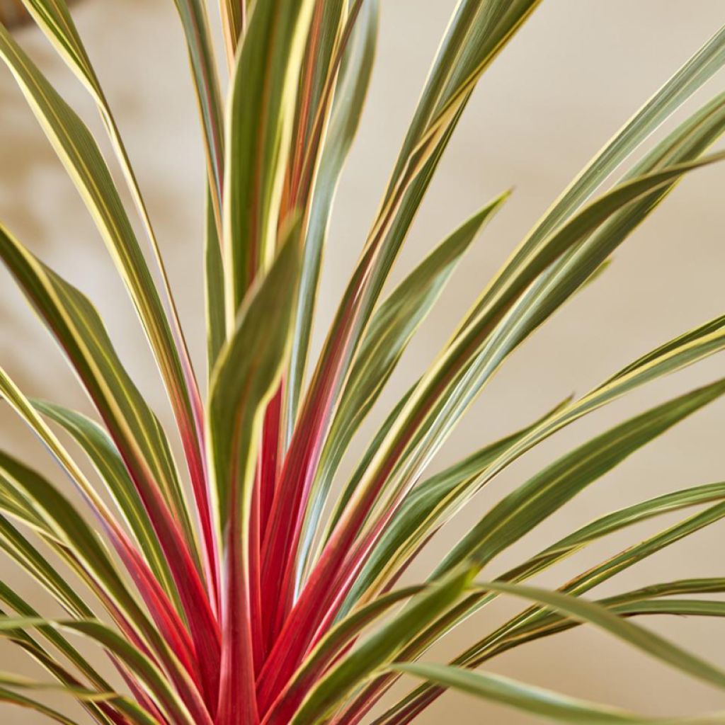 Cordyline australis Magic Star