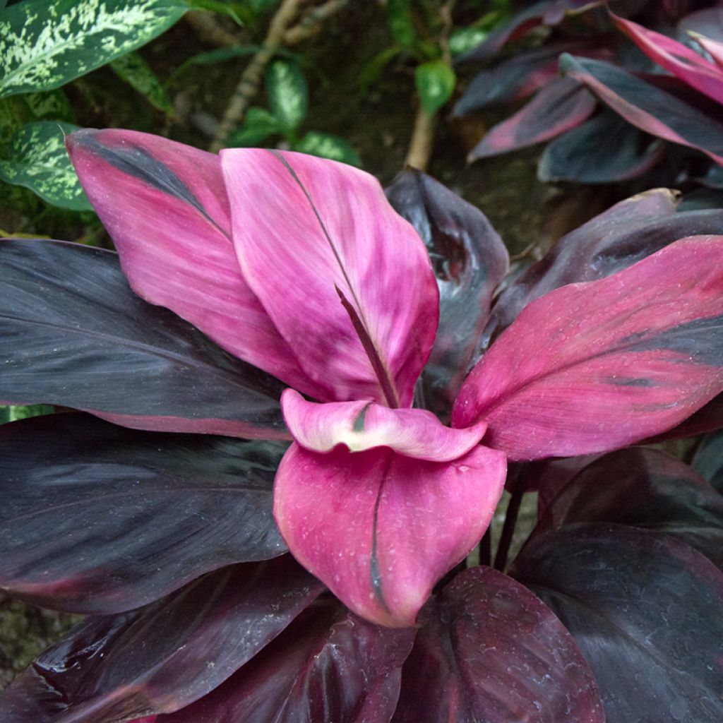 Cordyline fruticosa Purple Compacta