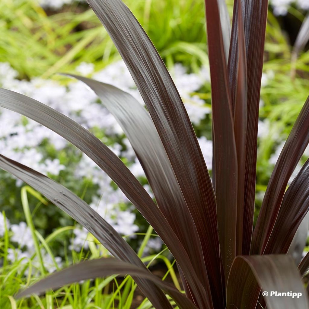 Cordyline obtecta Superstar