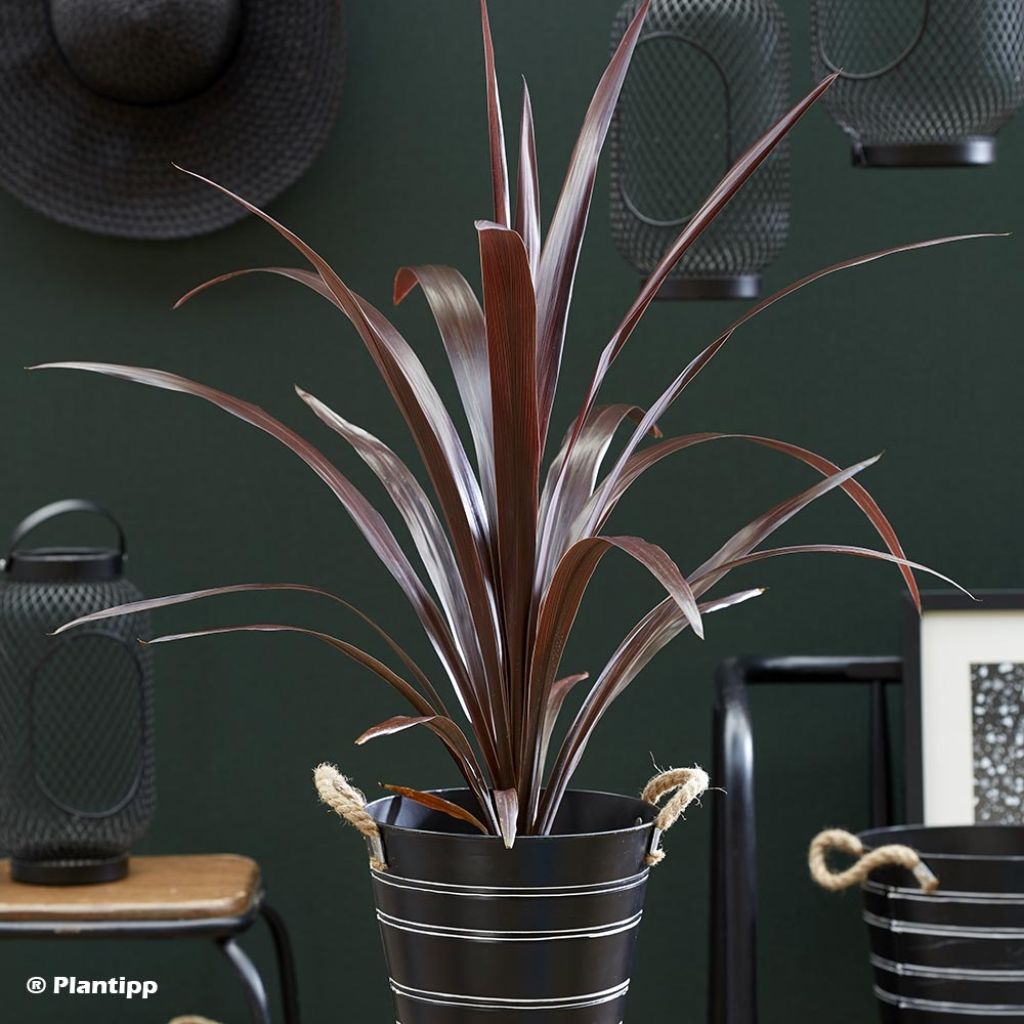 Cordyline obtecta Superstar