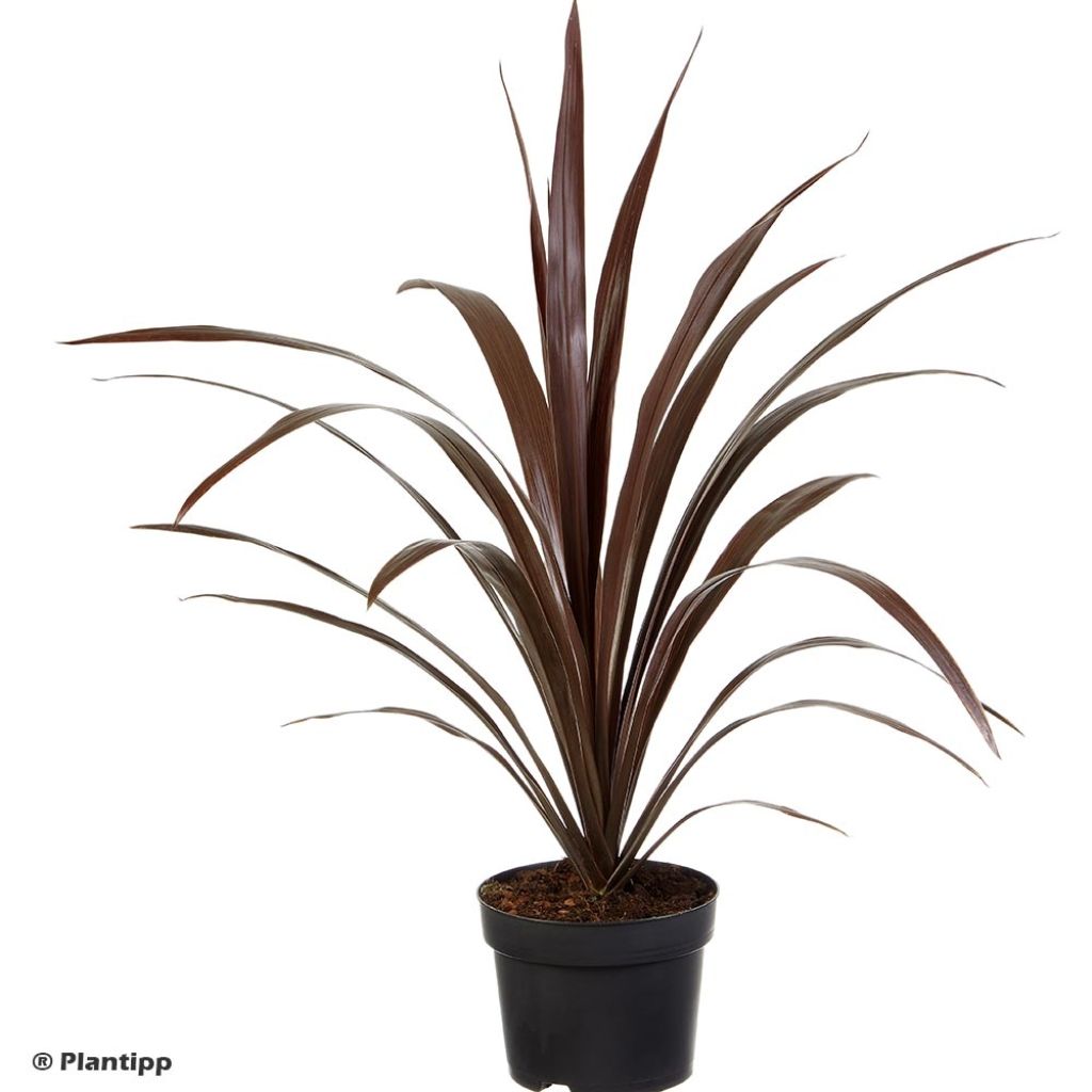 Cordyline obtecta Superstar