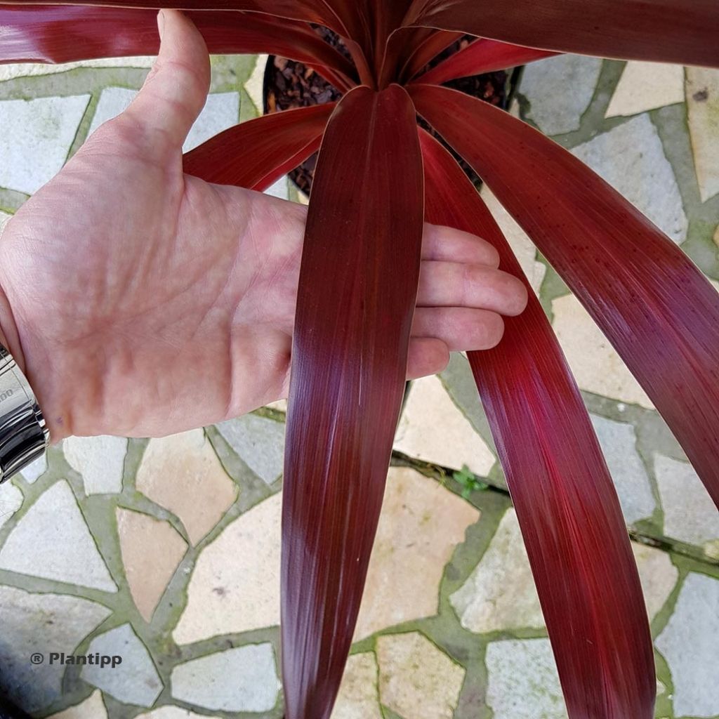 Cordyline obtecta Superstar