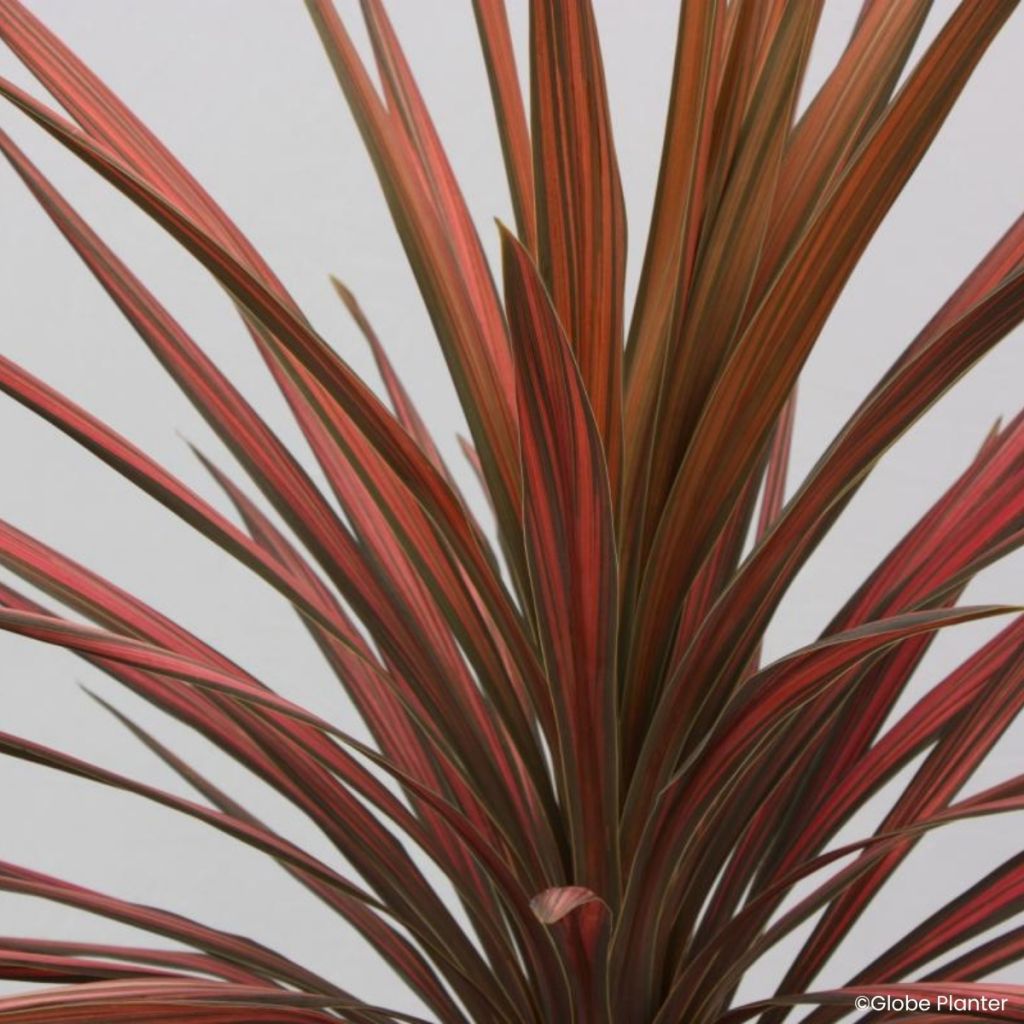 Cordyline australis Coral - Palmeira-da-Nova Zelândia
