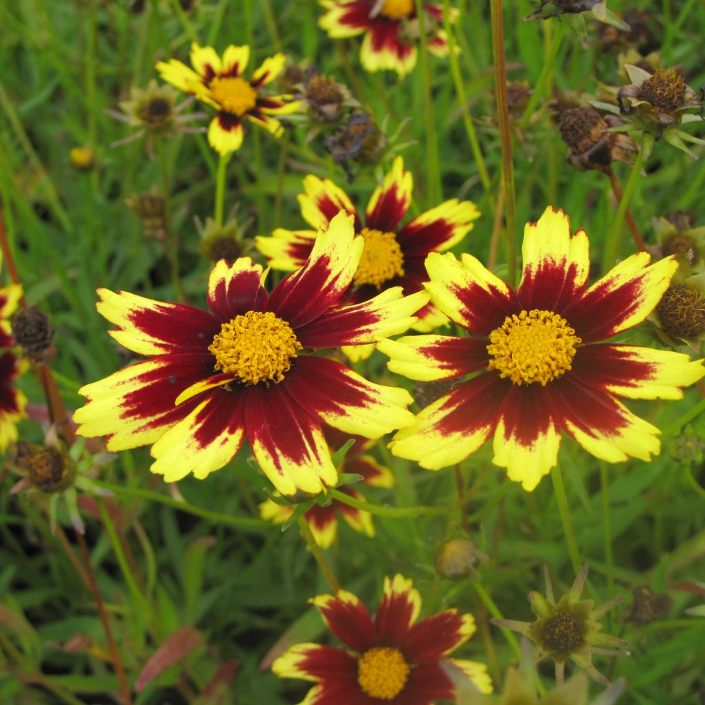 Coreopsis Cosmic Eye - Coréopsis bordeaux et jaune d'or