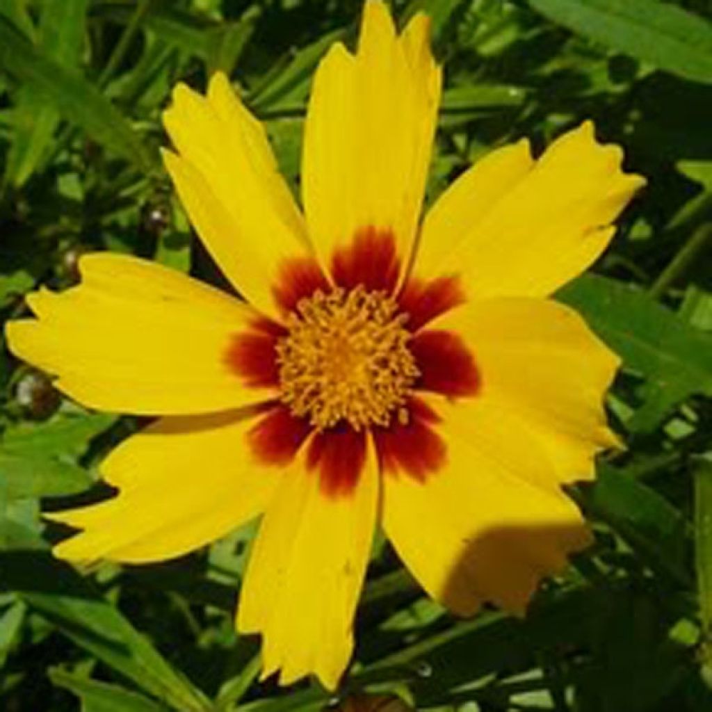 Coreopsis Tequila Sunrise