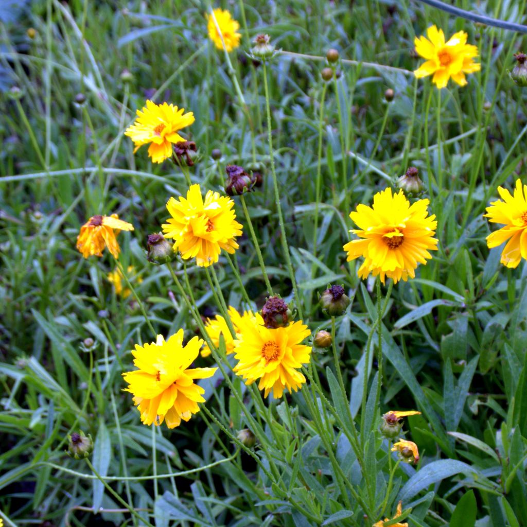 Coreopsis grandiflora Sunray - Oeil de jeune fille