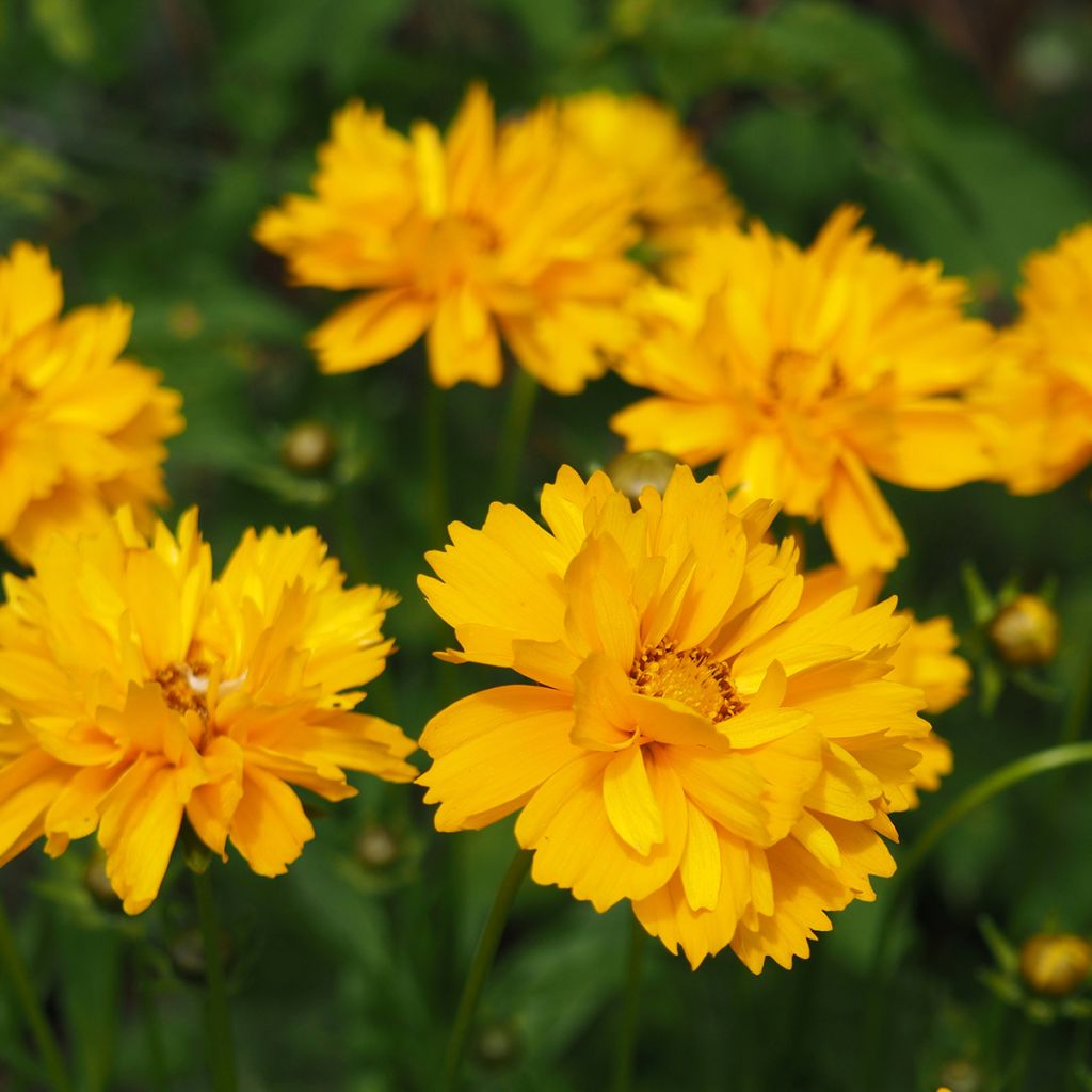 Coreopsis grandiflora Sunray