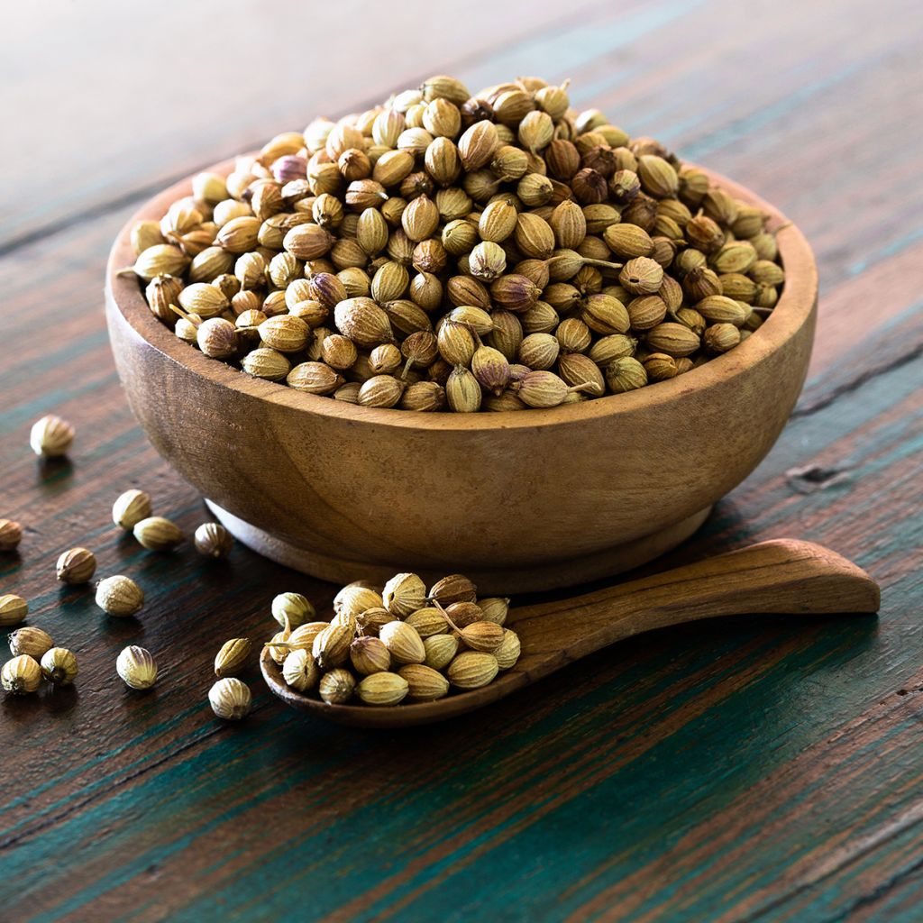 Coentro de sementes finas, floração lenta