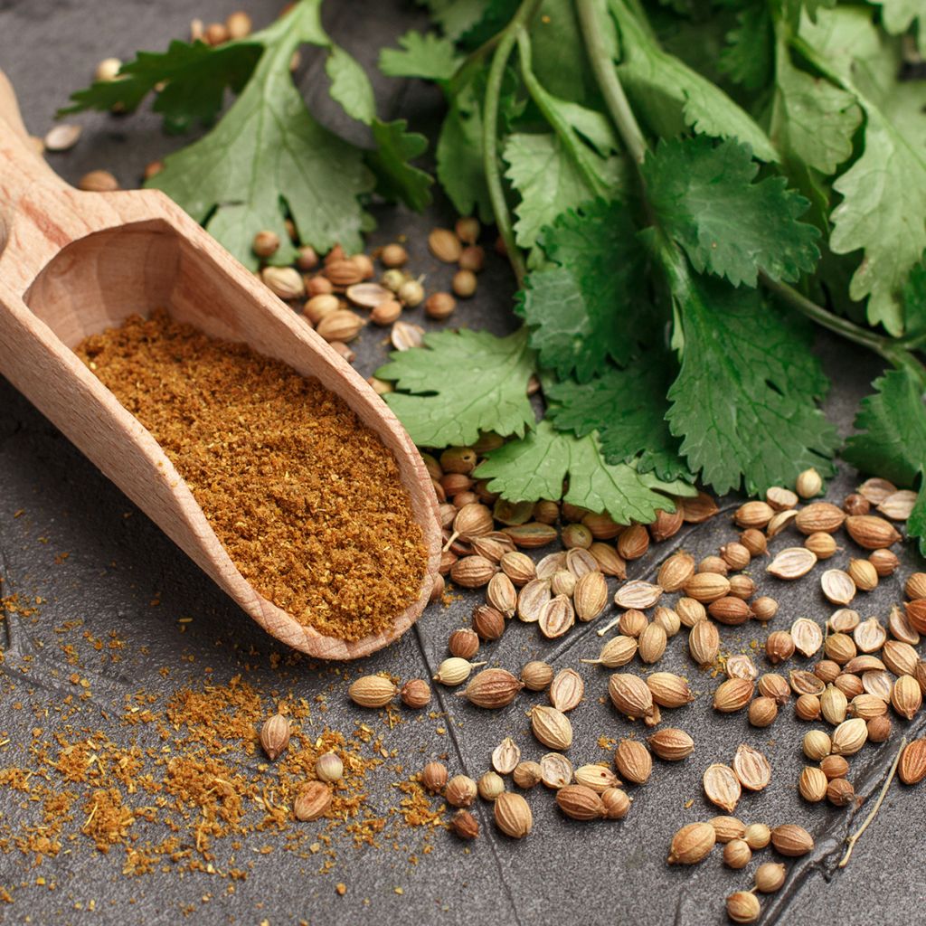 Coentro de sementes finas, floração lenta