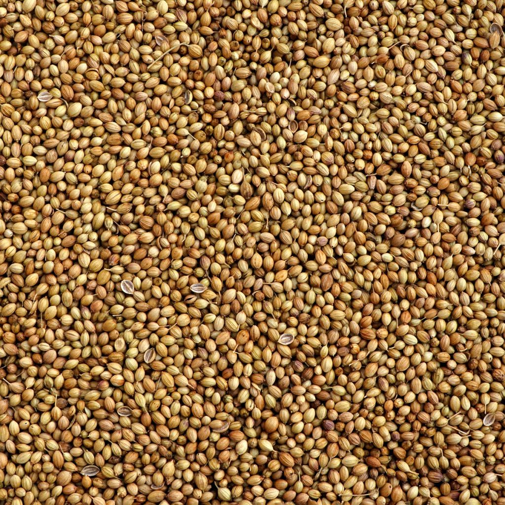 Coentro de sementes finas, floração lenta