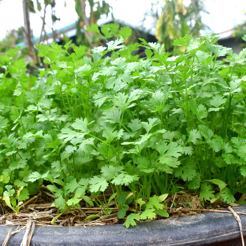 Coentro cultivado plantas jovens