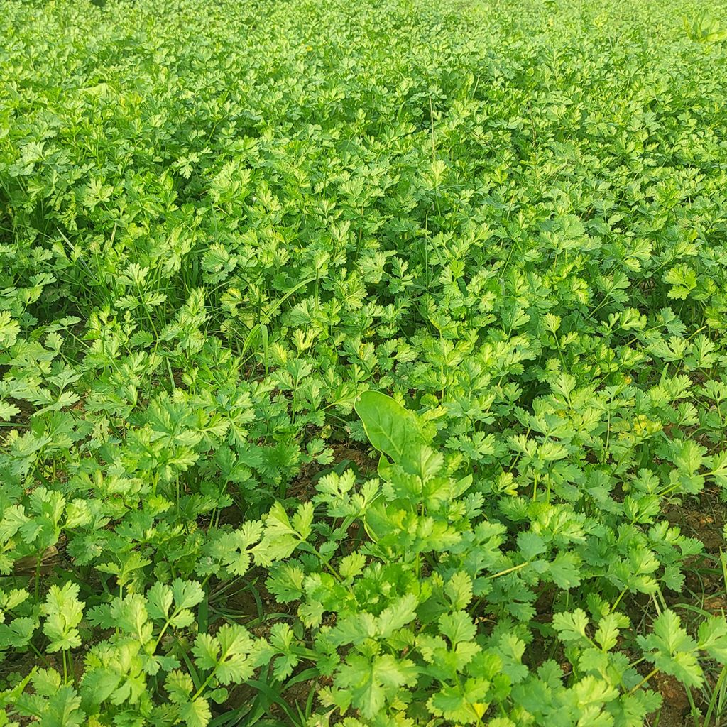 Coentro cultivado plantas jovens