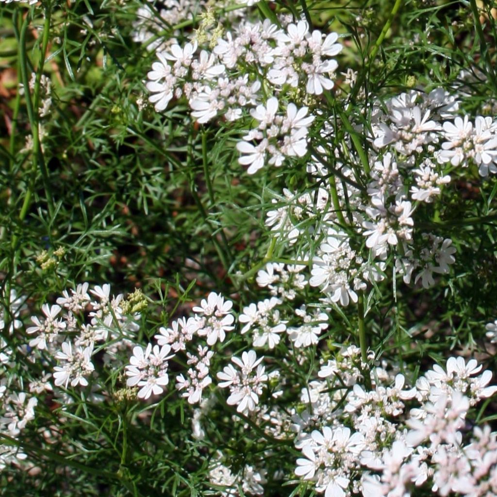 Coriandre cultivée - Coriandrum sativum en plants