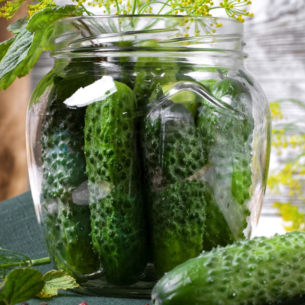 Pepino Diamant F1 Bio