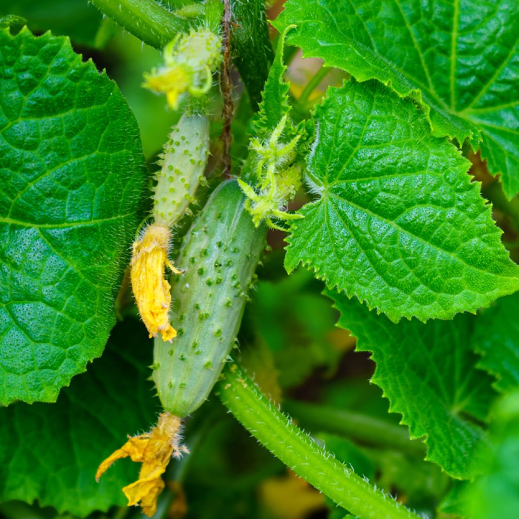 Pepino Parigyno HF1 Vilmorin