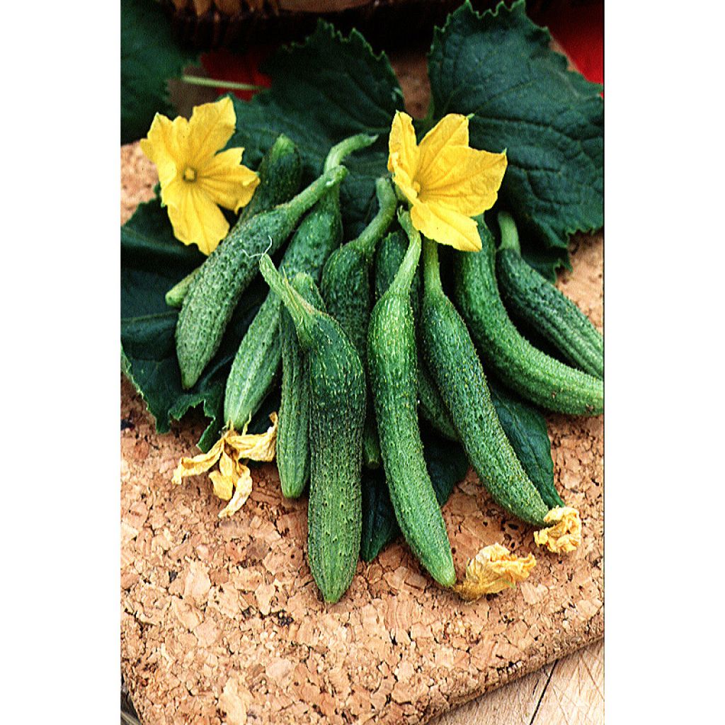 Cornichon amélioré de Bourbonne