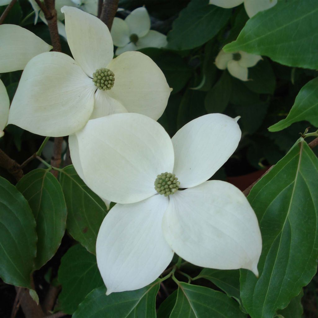 Cornus Eddie's White Wonder