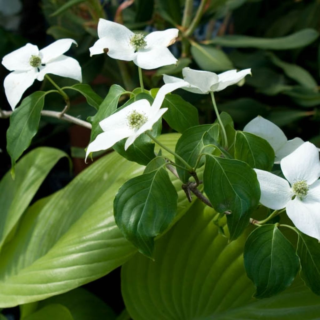 Cornus ou Cornouiller Kousa China Girl
