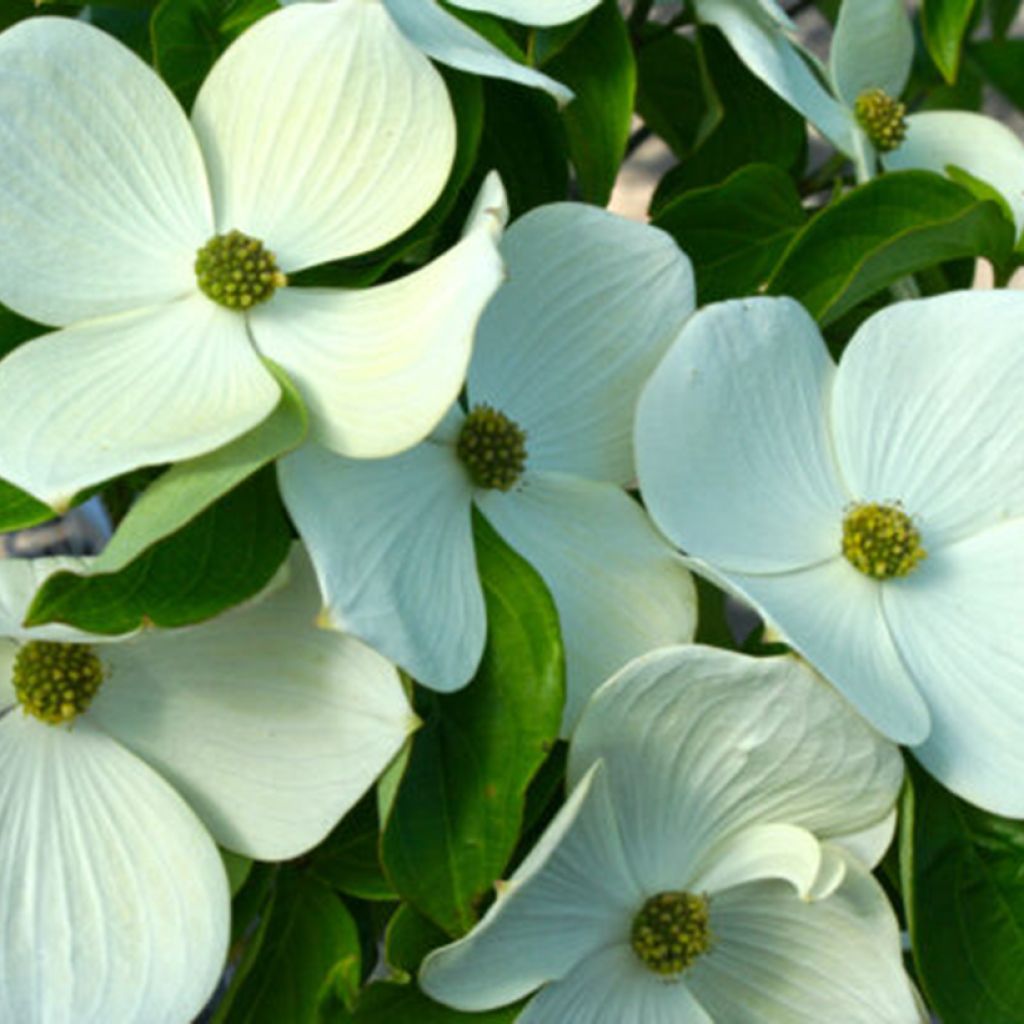 Cornus Starlight
