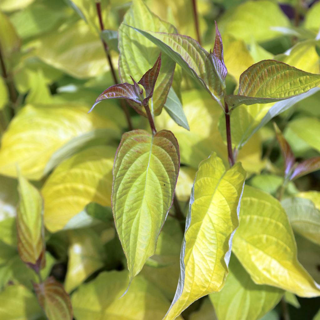 Corniso branco Aurea