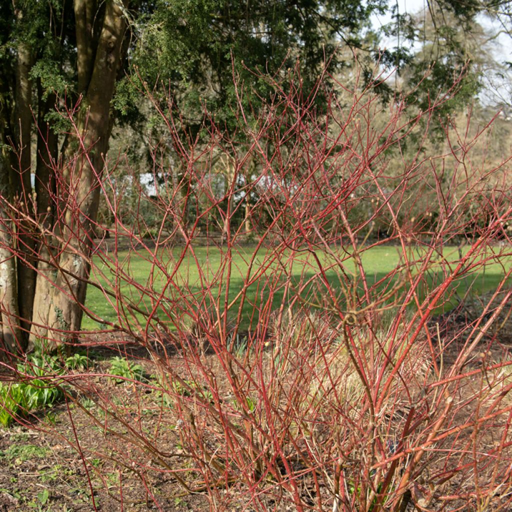 Corniso branco Gouchaultii