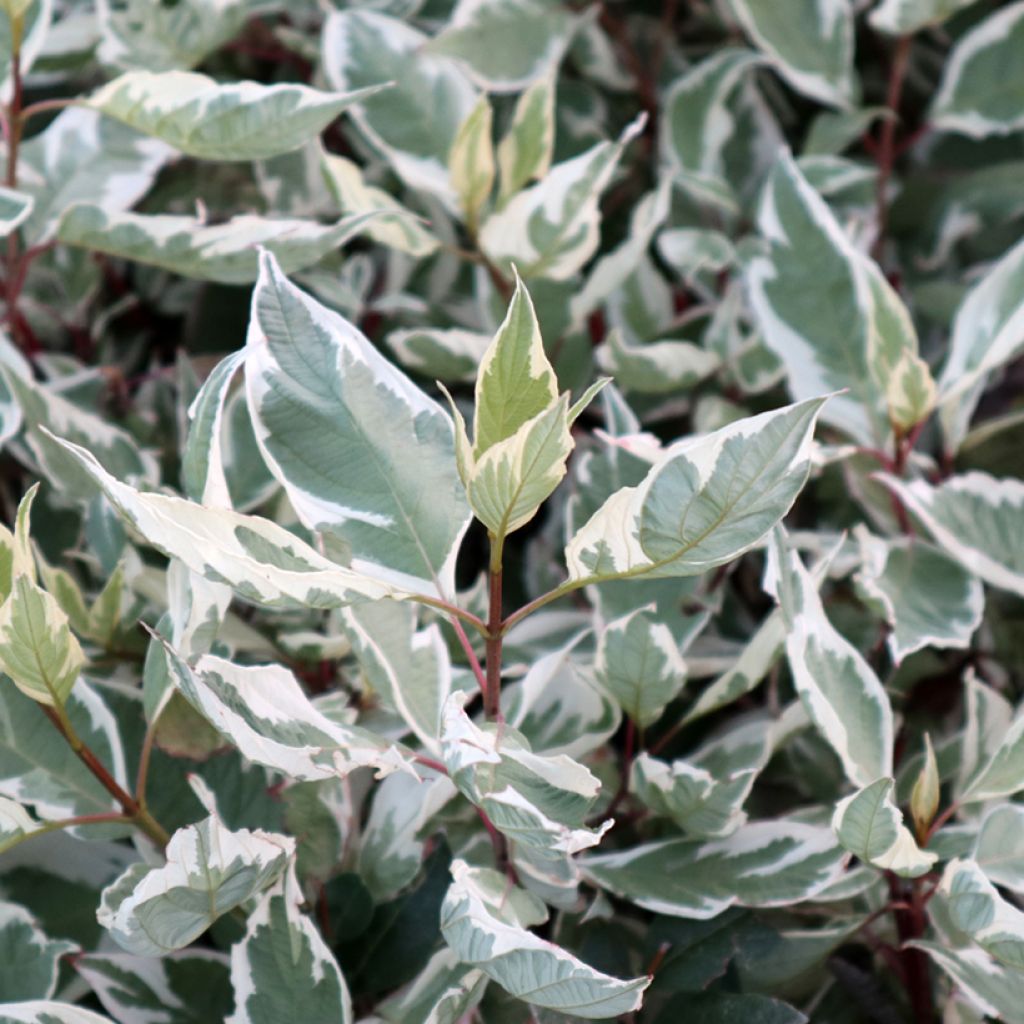 Corniso branco Ivory Halo