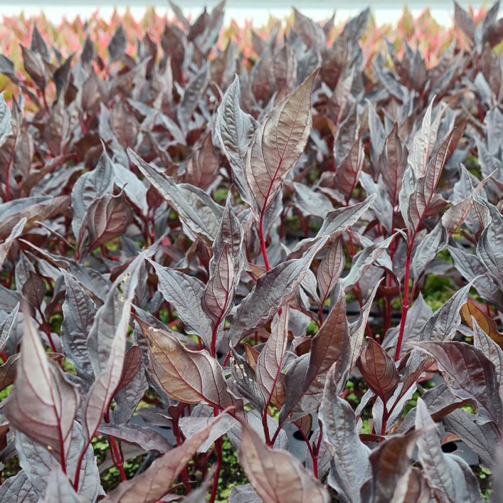 Corniso branco Nightfall