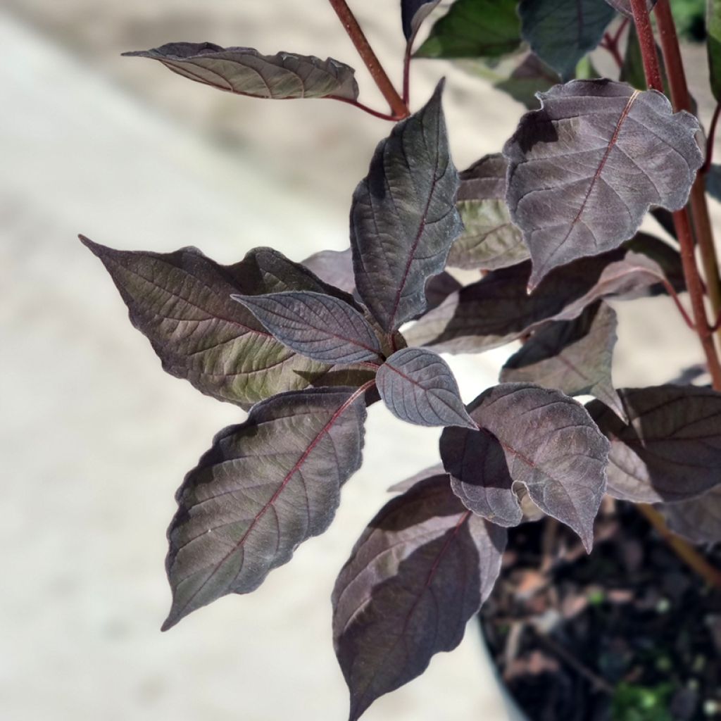 Corniso branco Nightfall