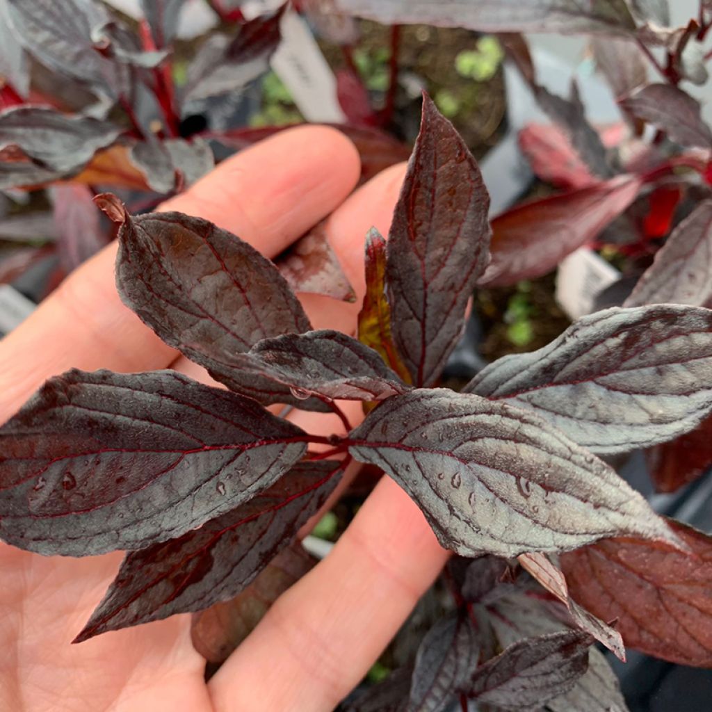 Corniso branco Nightfall