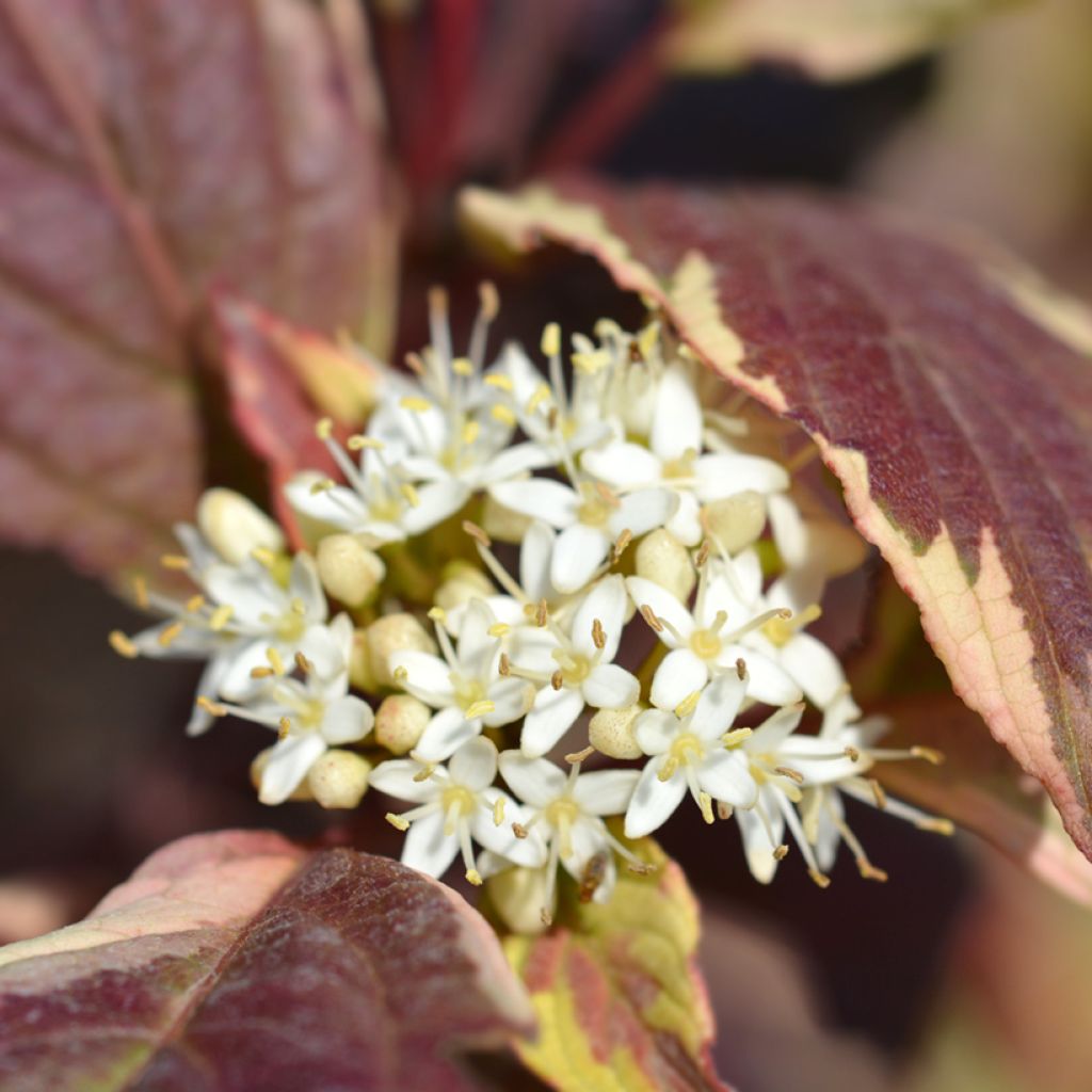 Corniso branco Sibirica Variegata