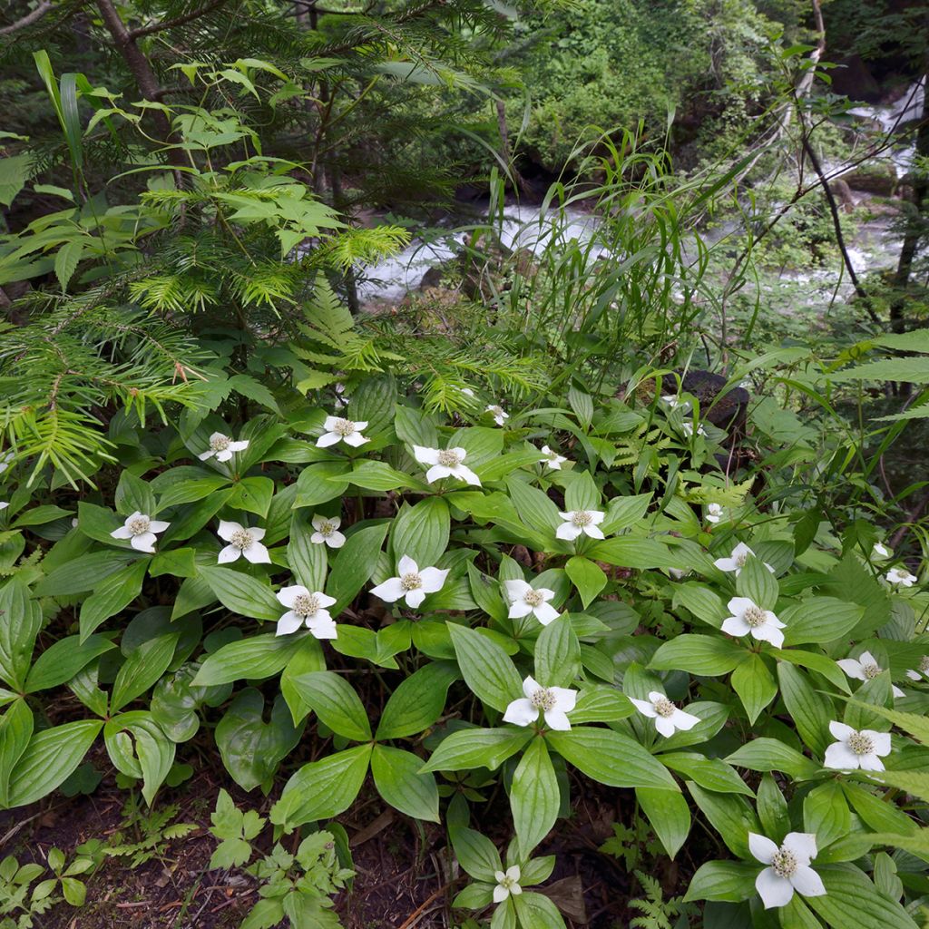 Cornus canadensis