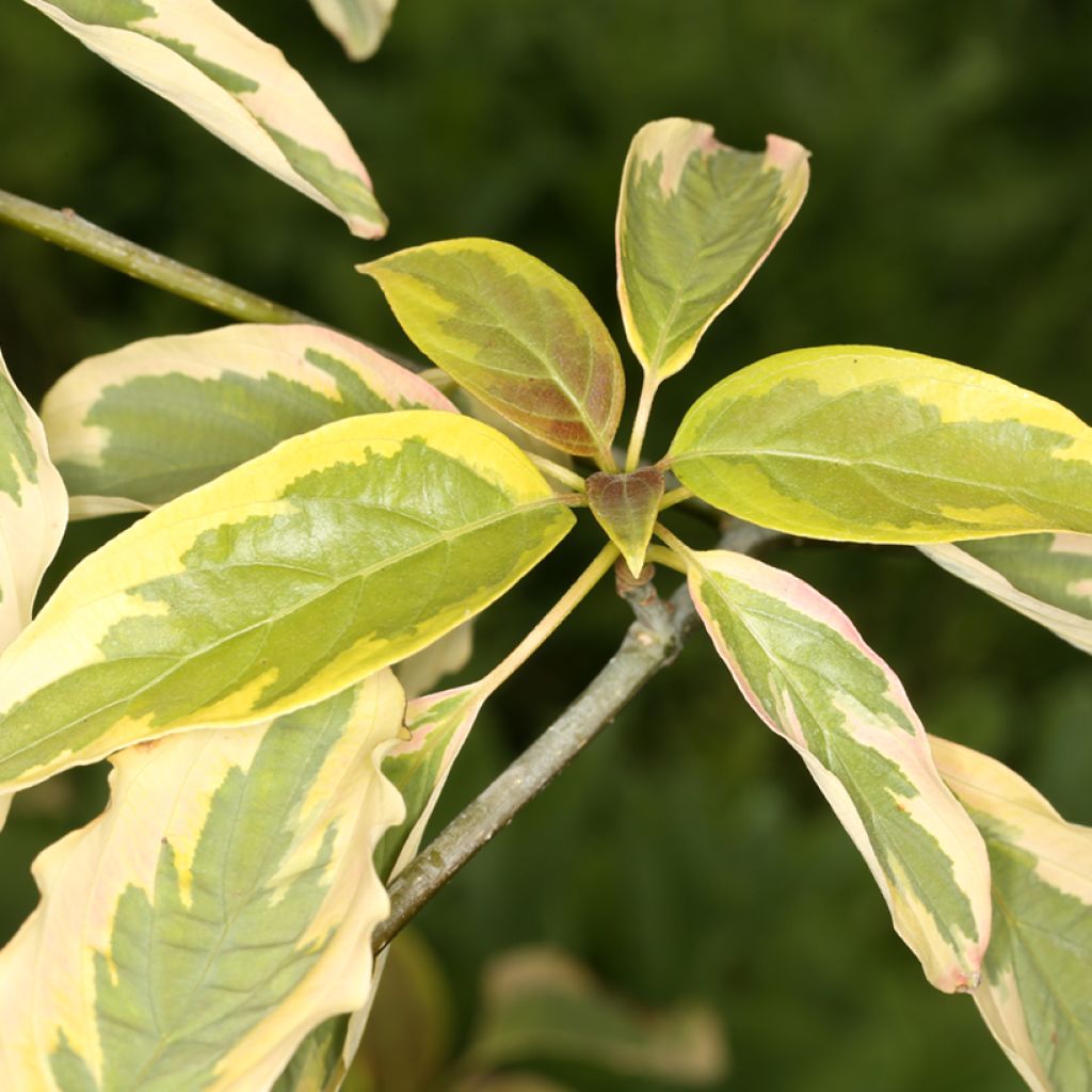 Cornus controversa Gold Star
