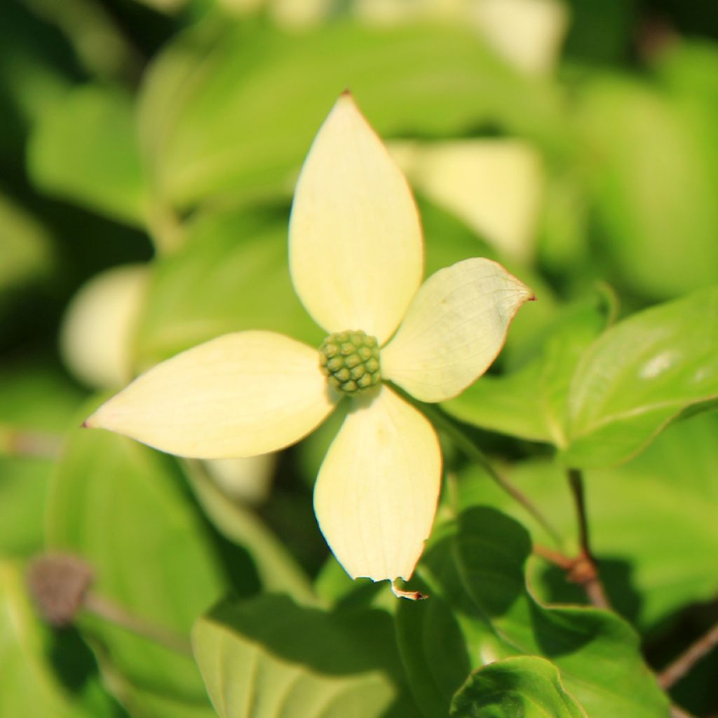 Cornus controversa Troja Dwarf
