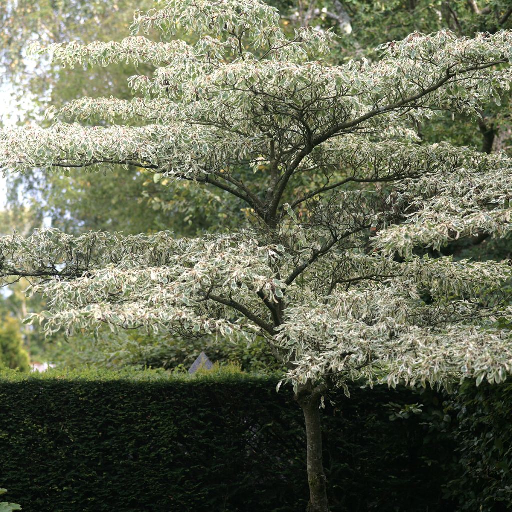 Cornus controversa Variegata