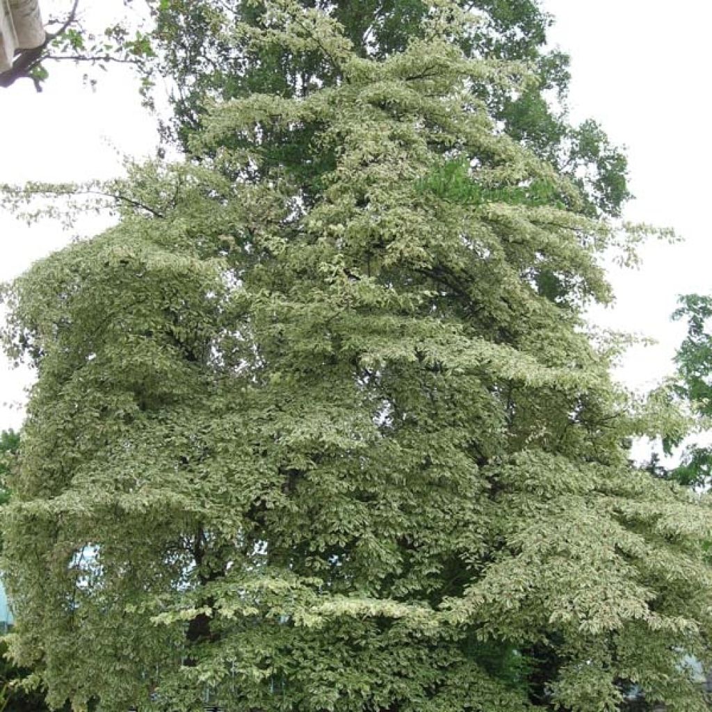 Cornus controversa Variegata