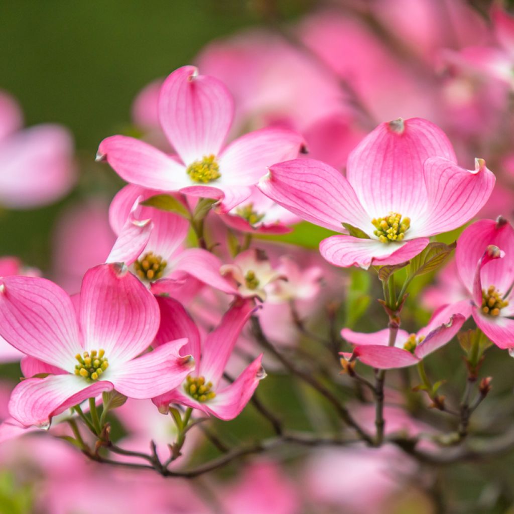 Corniso-da-flórida Cherokee Chief - Cornus florida