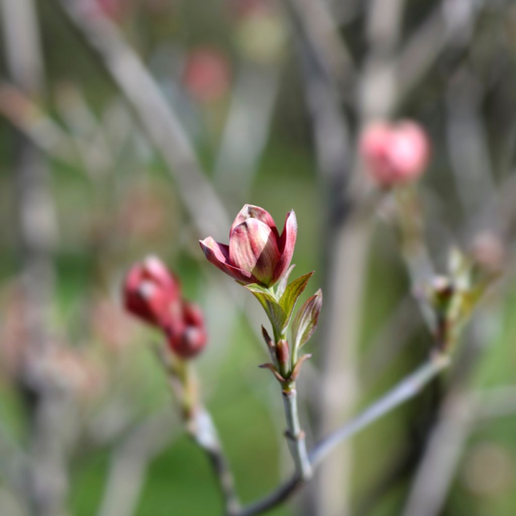 Corniso-da-flórida Cherokee Chief - Cornus florida