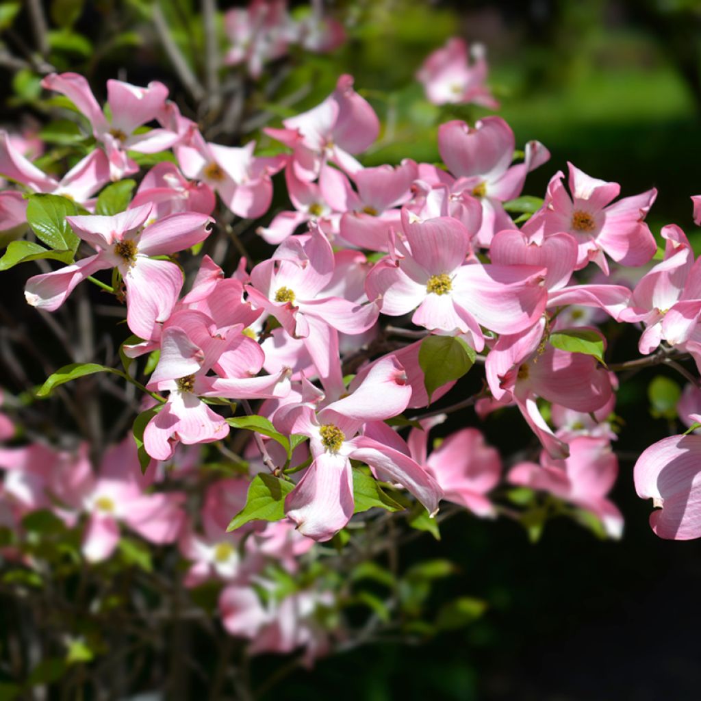 Corniso-da-flórida Cherokee Chief - Cornus florida