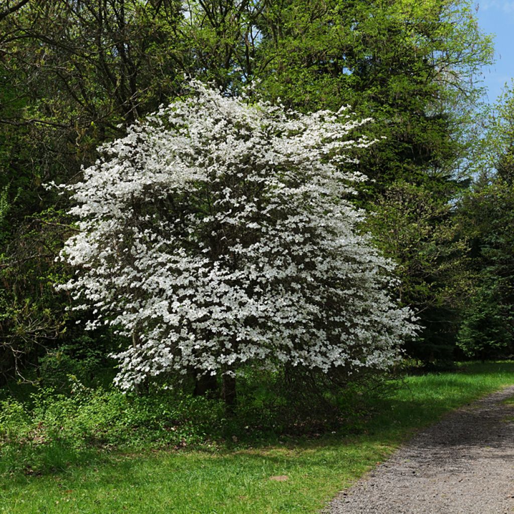 Corniso-da-flórida - Cornus florida