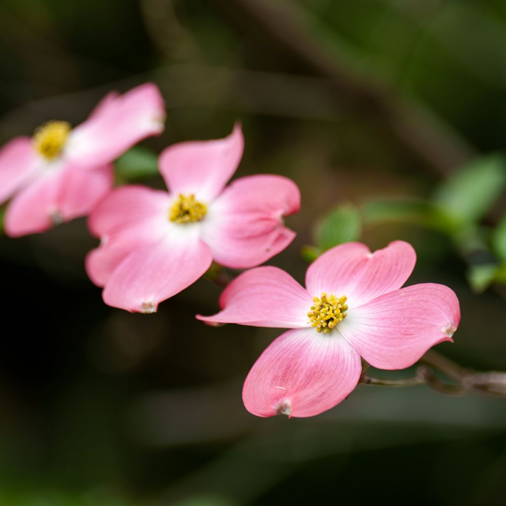 Corniso-da-flórida Rubra - Cornus florida