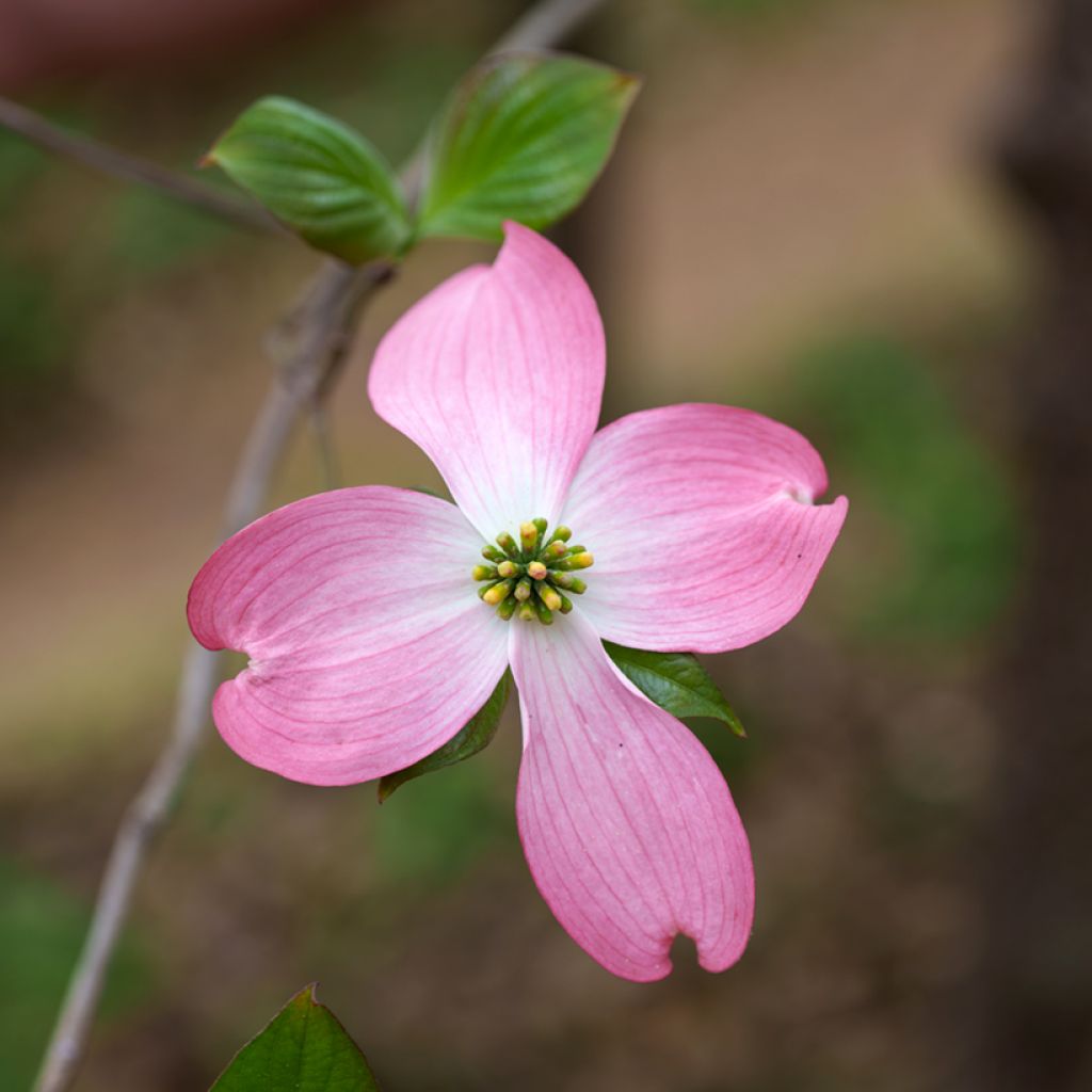 Corniso-da-flórida Rubra - Cornus florida