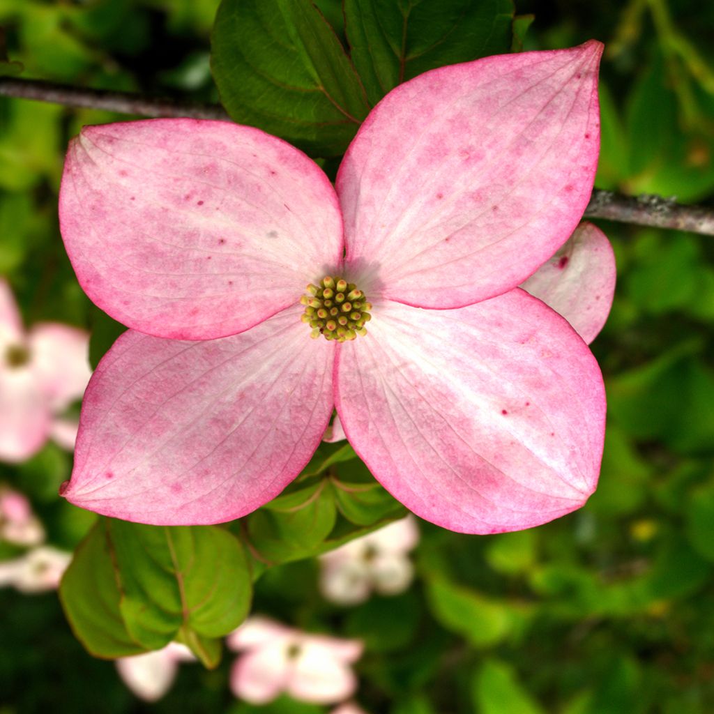 Corneiro-do-japão Beni-fuji - Cornus kousa