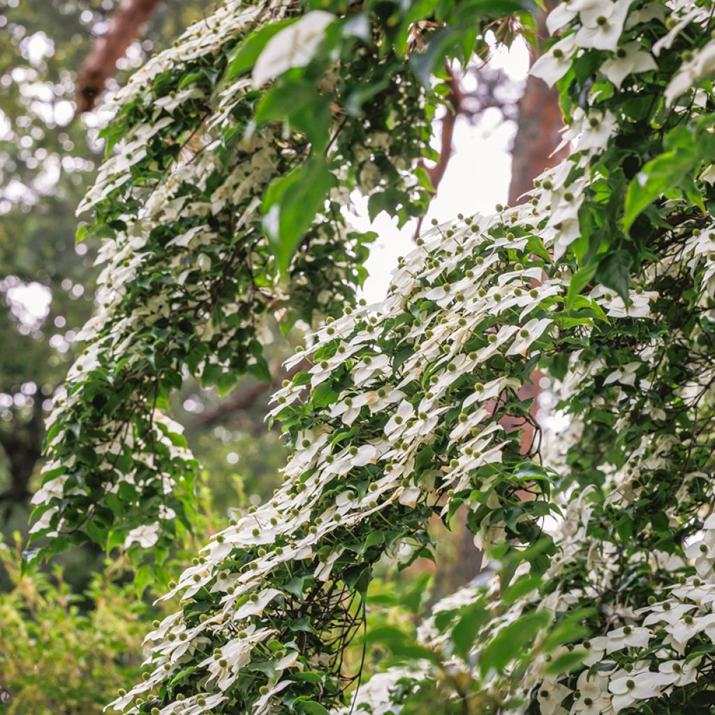 Corneiro-do-japão - Cornus kousa
