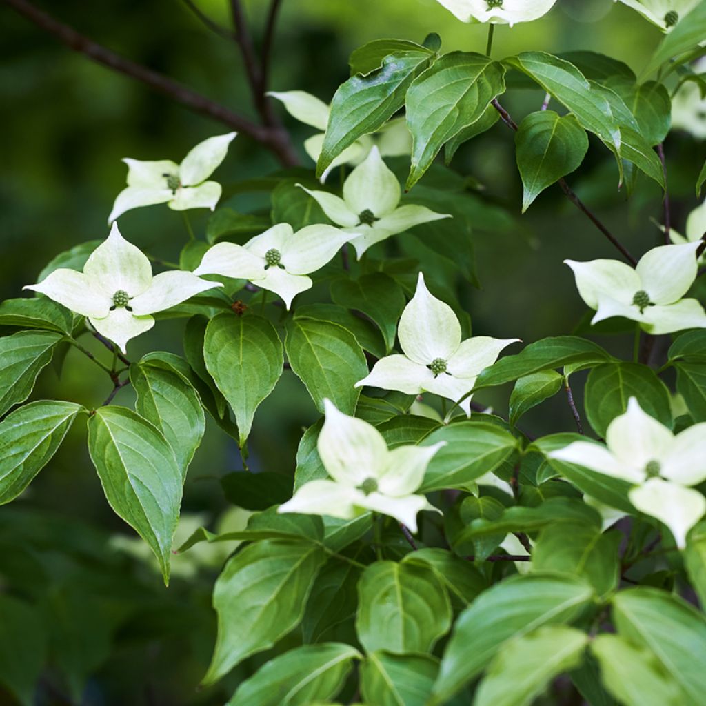 Corneiro-do-japão - Cornus kousa