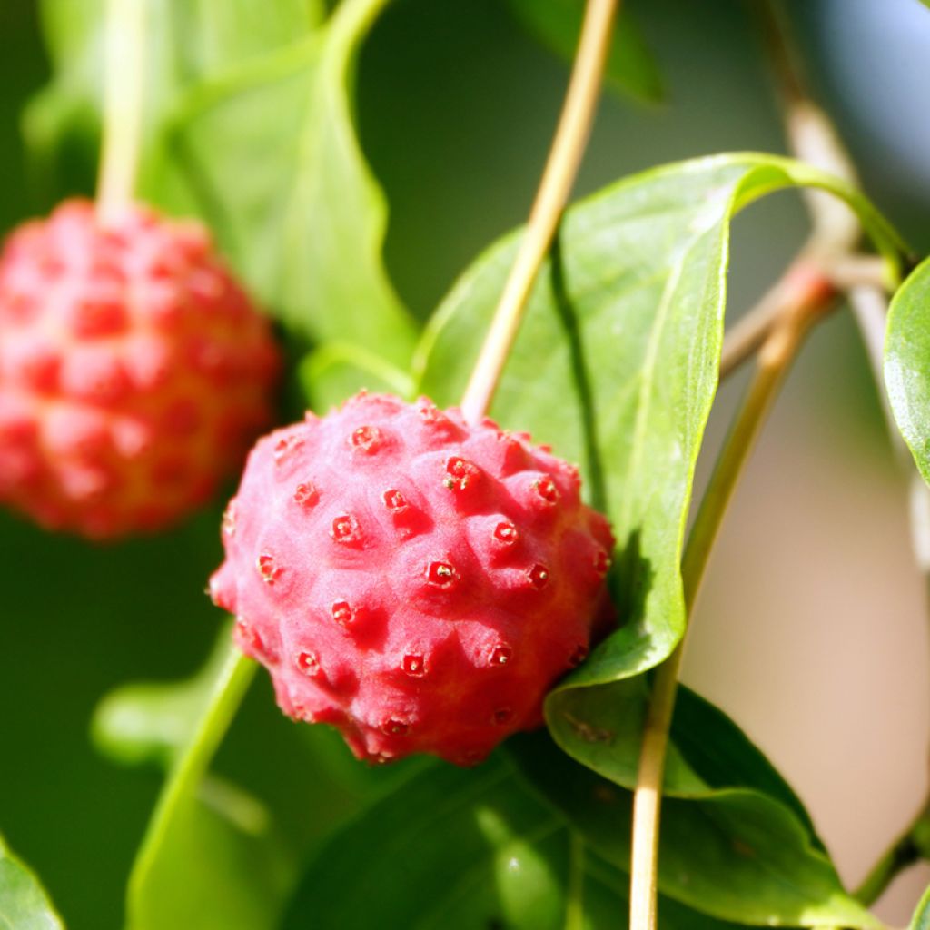 Corneiro-do-japão - Cornus kousa