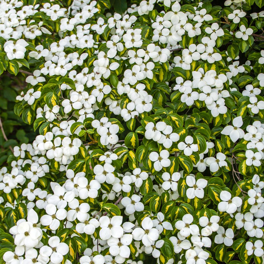 Corneiro-do-japão Gold Star - Cornus kousa