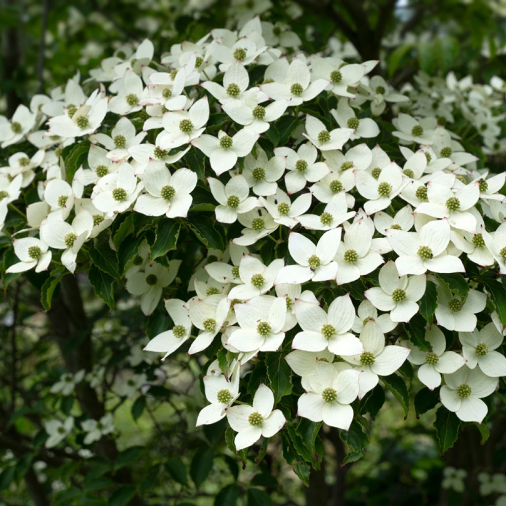 Corneiro-do-japão Schmetterling - Cornus kousa